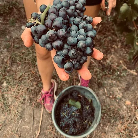 Au Jardin Fleuri مزرعة للإقامة