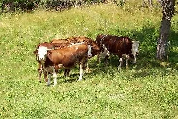 Séjour à la ferme Au Jardin Fleuri Antey-Saint-André